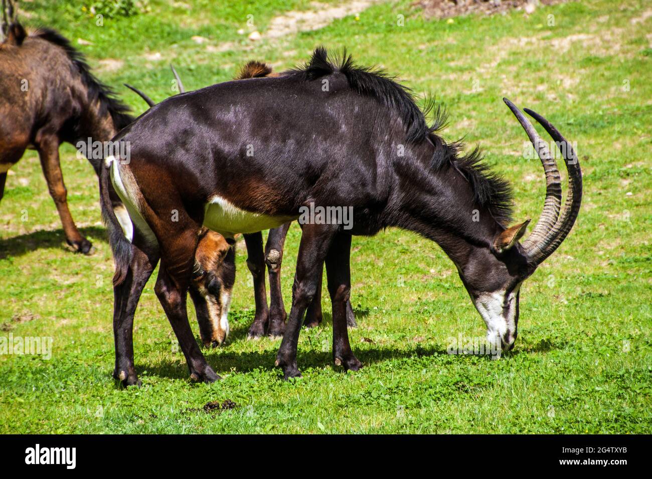 Sable antelope (Hippotragus Niger) in Prague zoo Stock Photo
