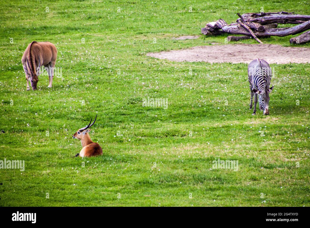 Sable antelope (Hippotragus Niger) and Grevy's zebra (Equus Grevy) in Prague zoo Stock Photo