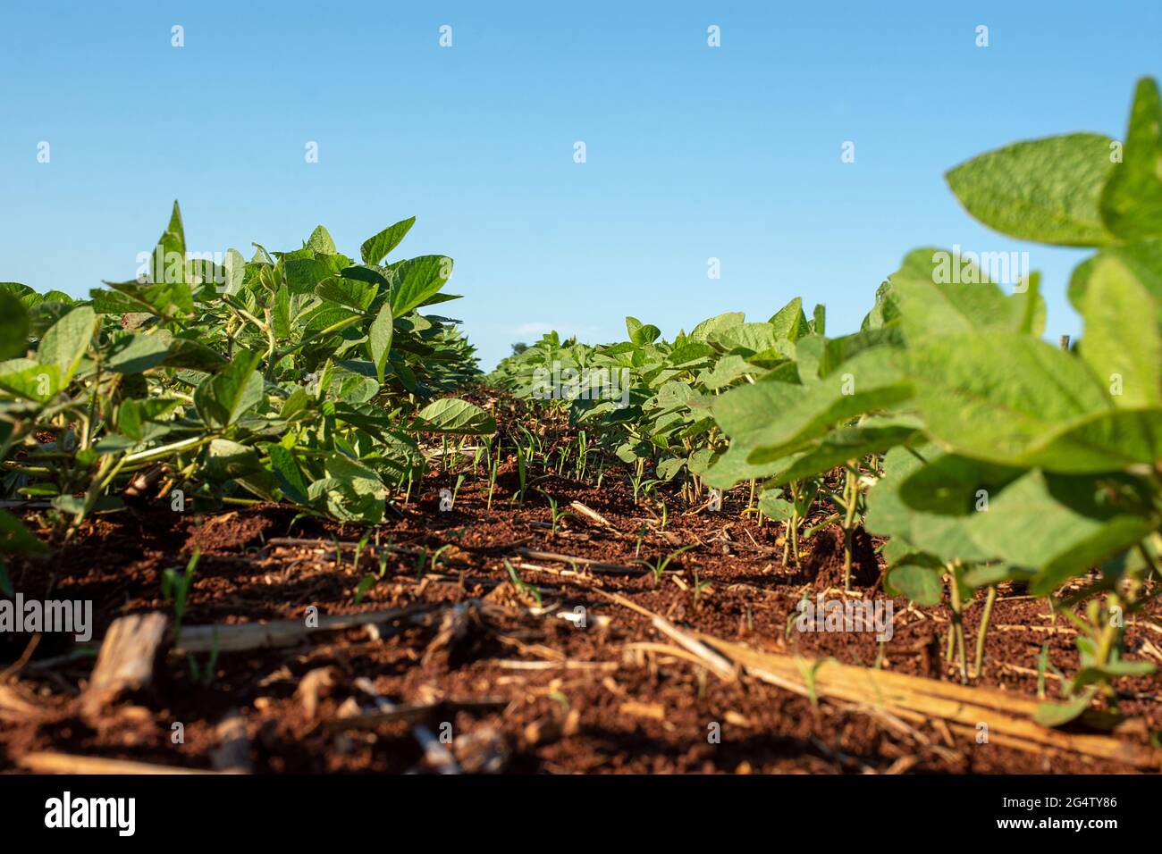 Soybean plantation on farm in Dourados, Mato Grosso do Sul, Brazil ...