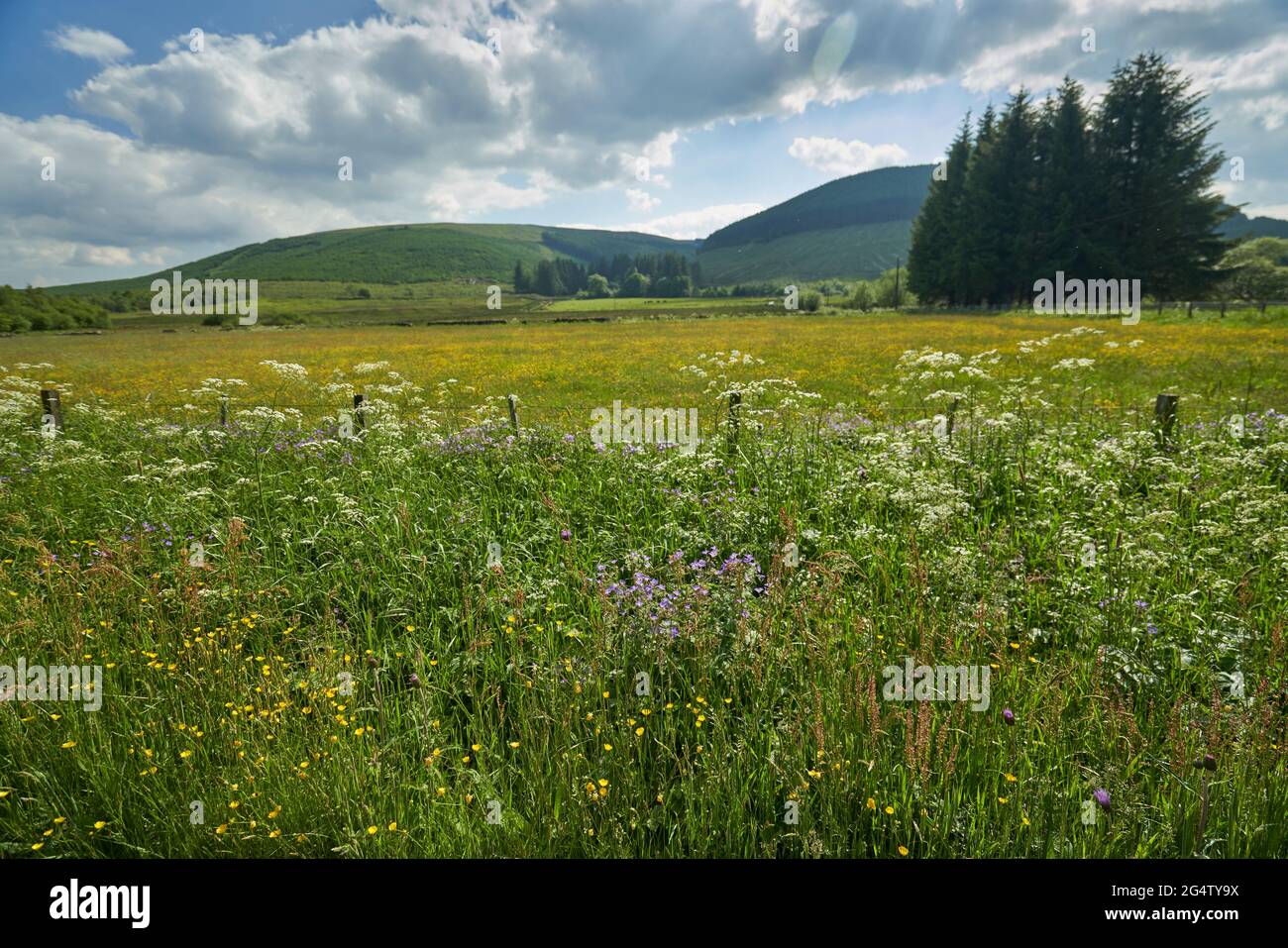 Roadside verge and fields full of wild flowers on a sunny summers day in the Scottish Borders. Stock Photo