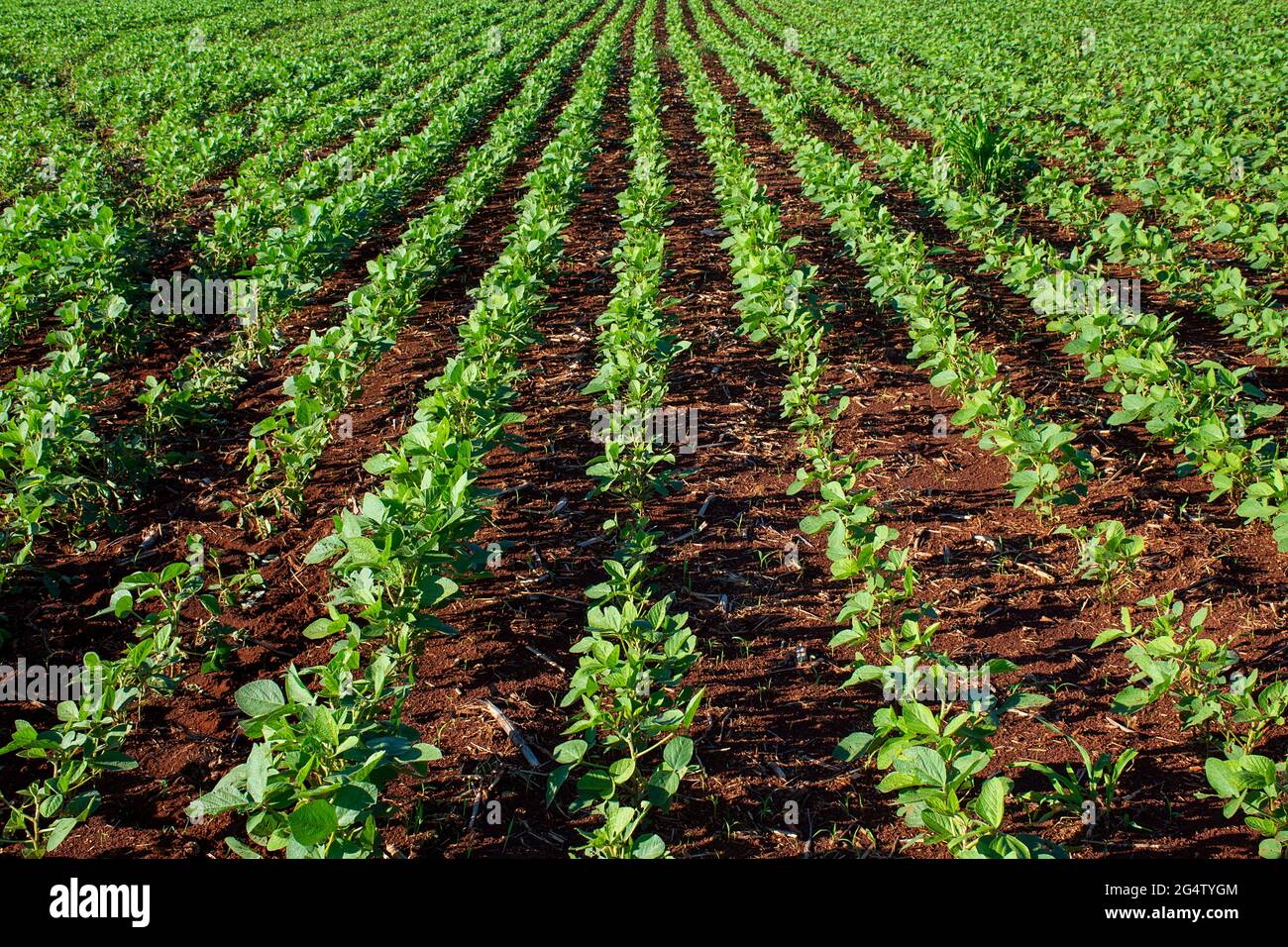 Soybean plantation on farm in Dourados, Mato Grosso do Sul, Brazil ...