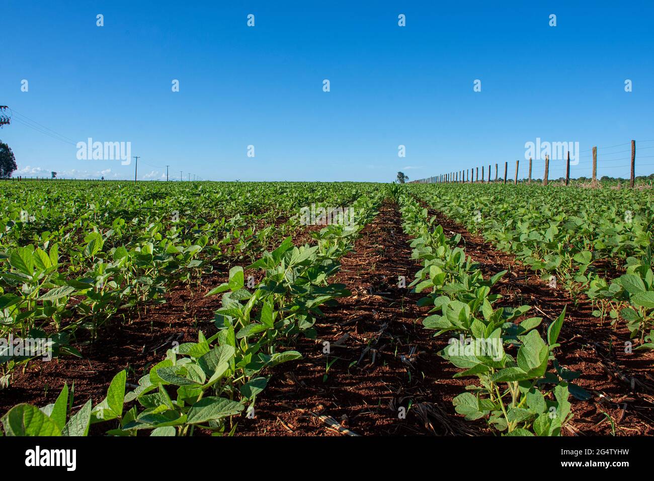 Soybean plantation on farm in Dourados, Mato Grosso do Sul, Brazil ...