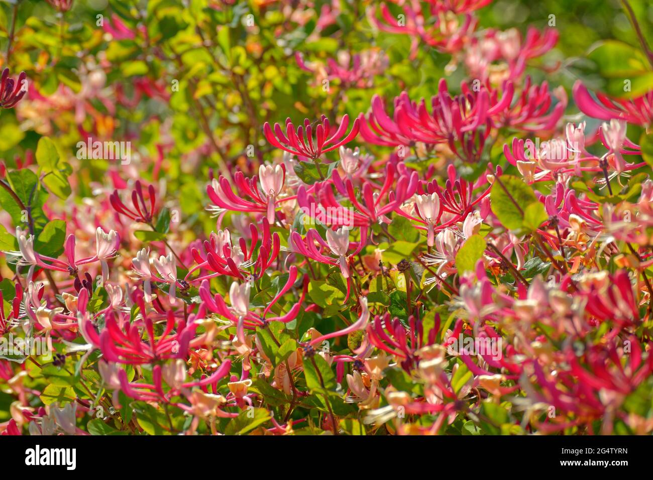 Deep pink Honeysuckle flowers. Stock Photo