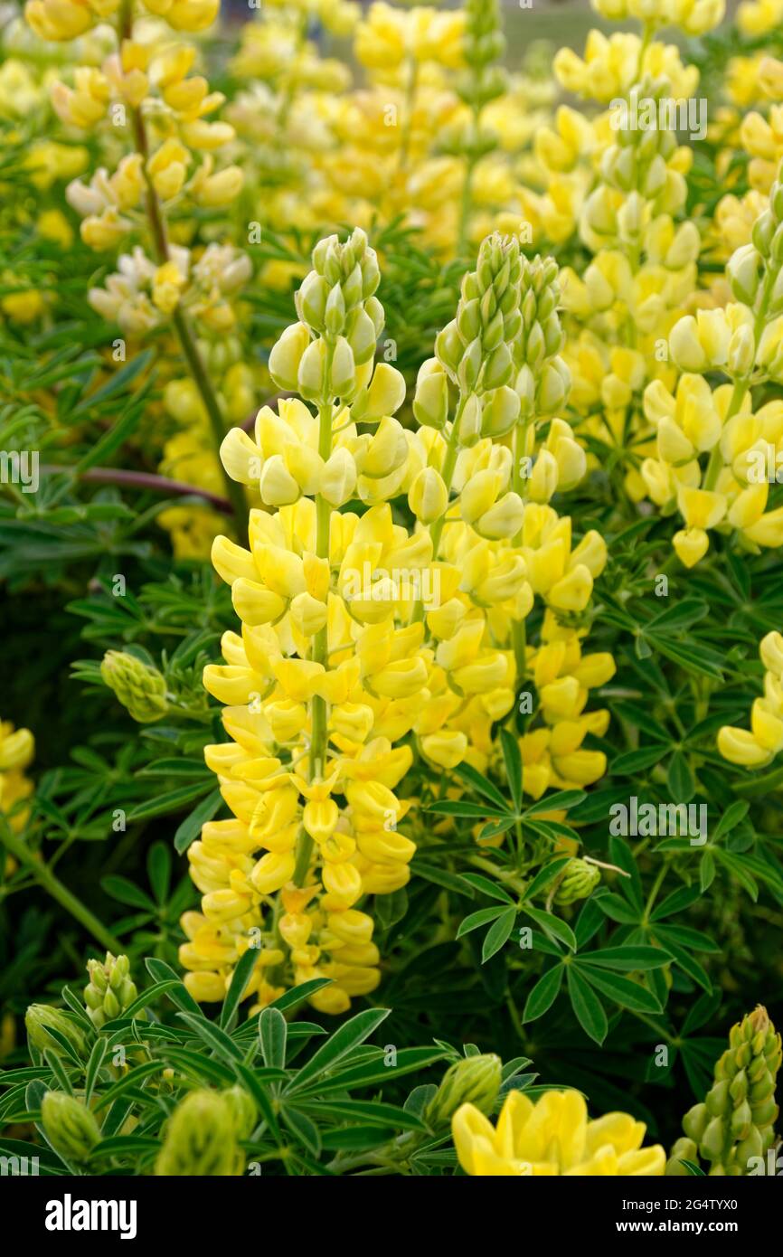 Yellow Tree Lupin, Lupinus arboreus flowers. Stock Photo