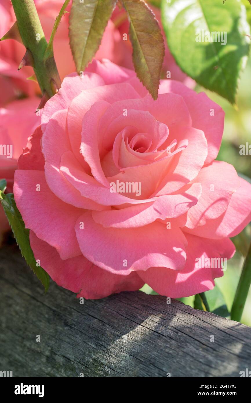 Large, fragrant, sumptuous, coral-pink roses with a bud against a dark-leafed rose shrub in spring. Pink rose flowers on the rose bush in the garden i Stock Photo