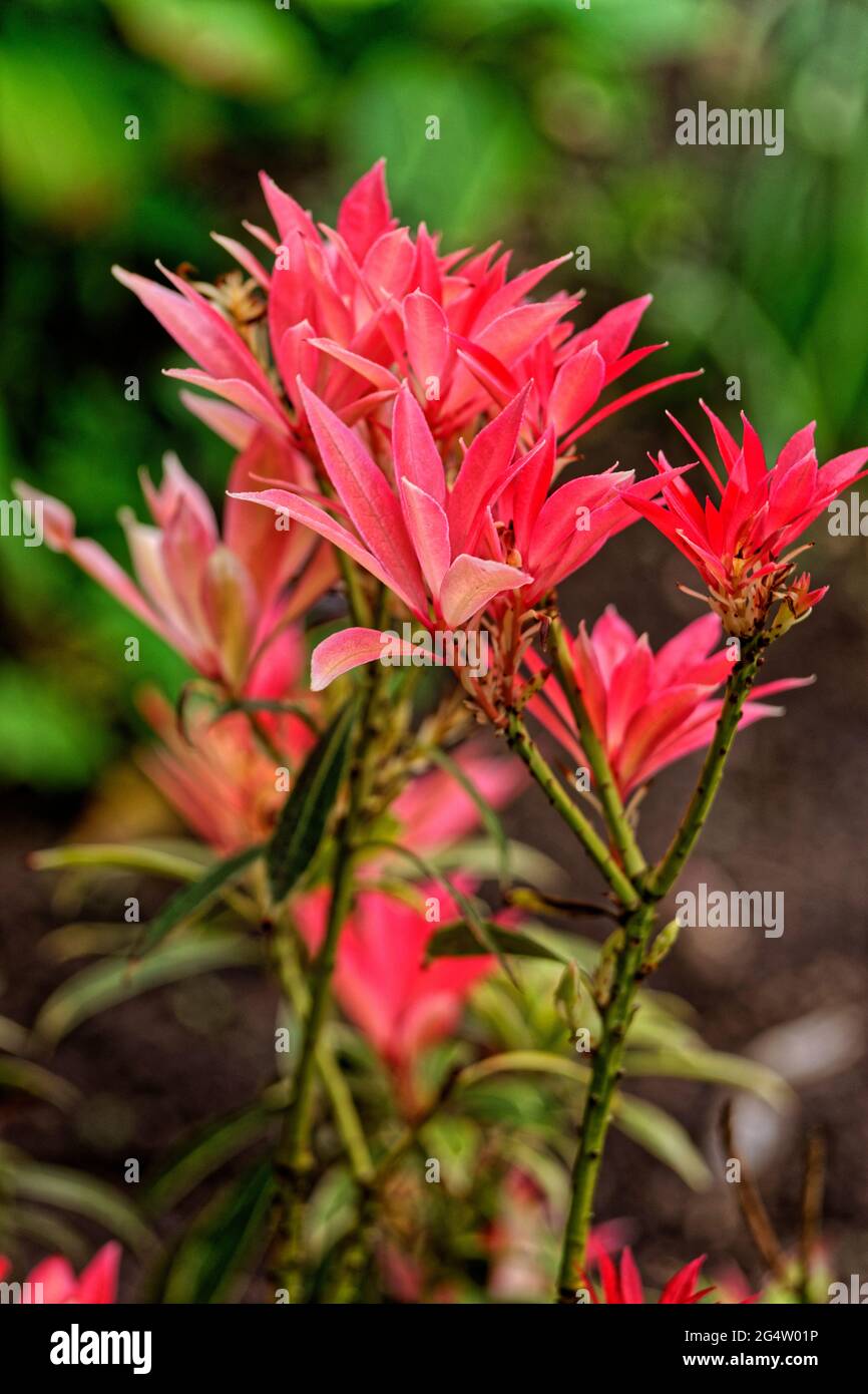 Bracts of pieris japonica, The Flame of the Forest shrub. Stock Photo