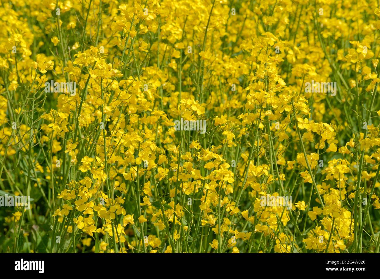 Farmed Rapeseed flowers prior to harvest. Stock Photo