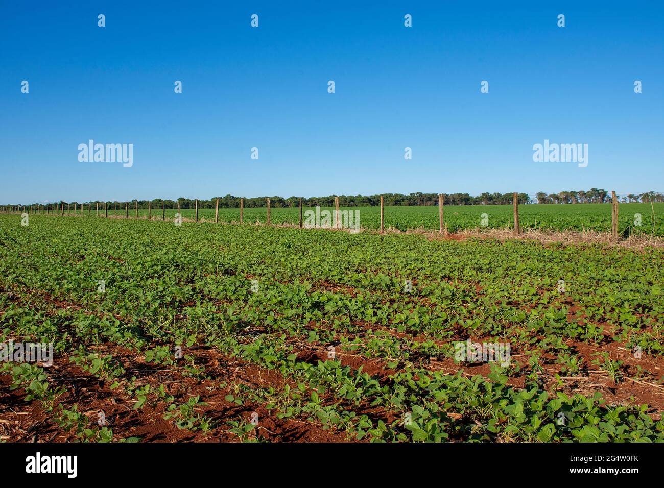 Soybean plantation on farm in Dourados, Mato Grosso do Sul, Brazil ...
