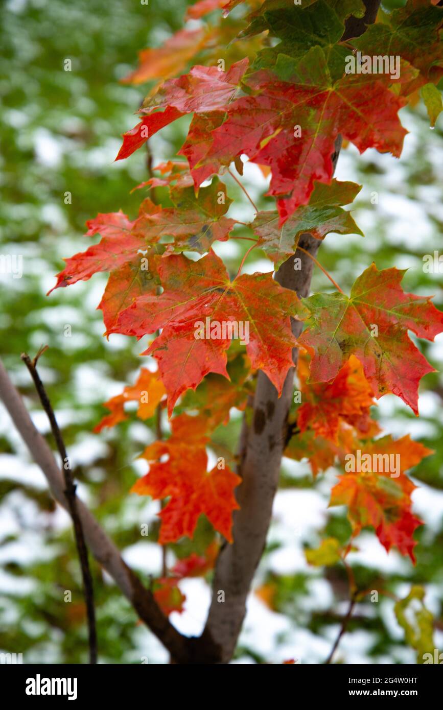 Beautiful branch with orange and yellow leaves in late fall or early winter under the snow. Stock Photo