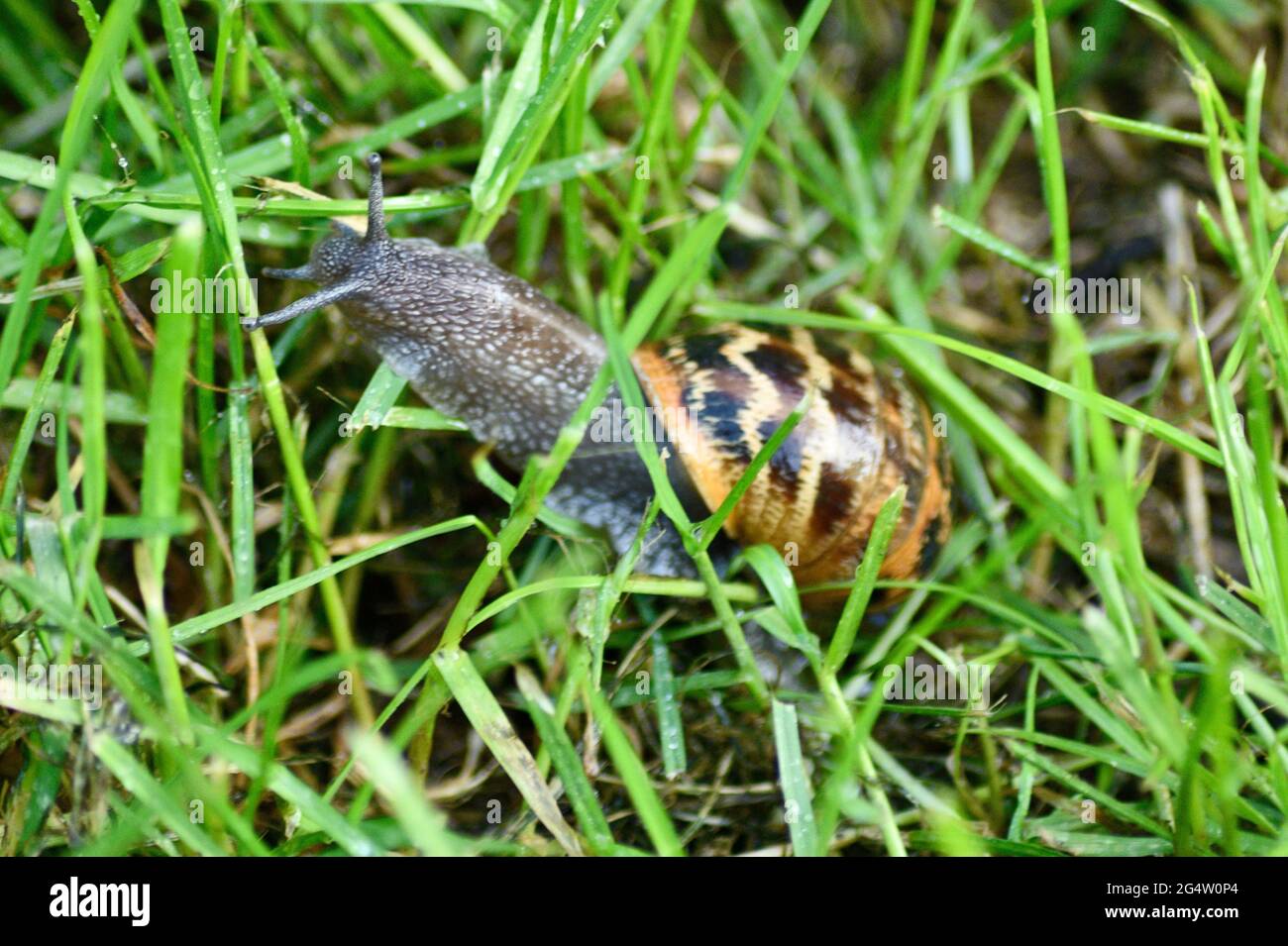 Common Land Snail Stock Photo Alamy