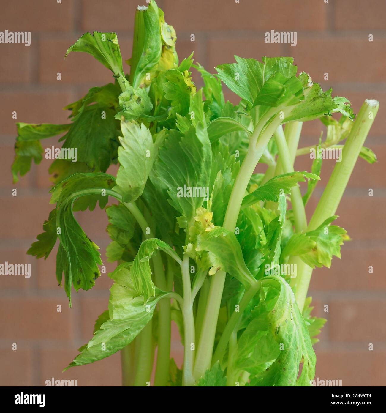 celery (scientific name Apium graveolens) plant vegetarian food Stock