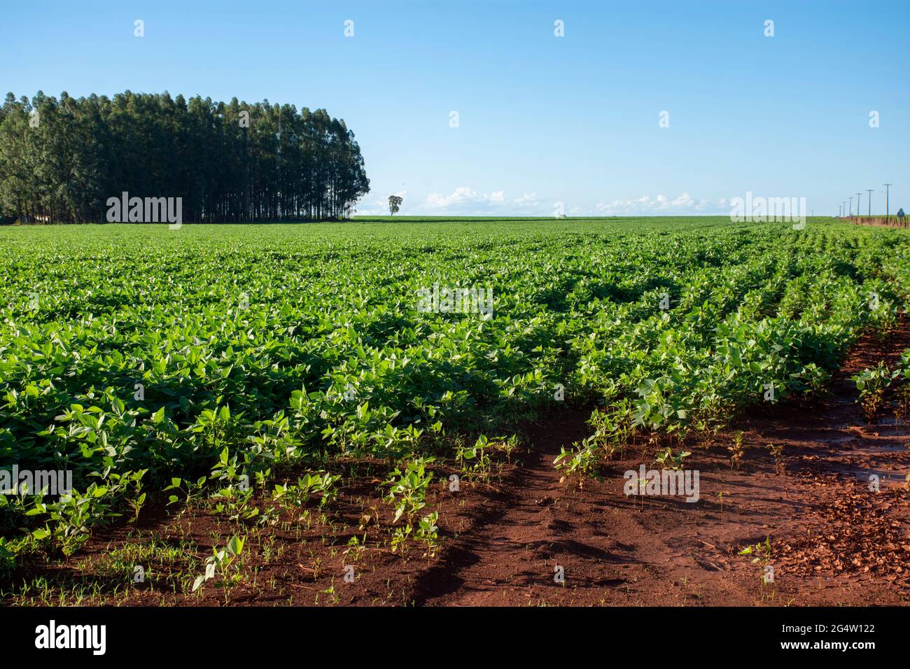 Aerial view soybean harvest hi-res stock photography and images - Alamy
