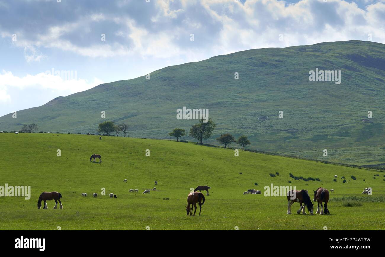 Heavy horses grazing amongst sheep and lambs on a summers day in the