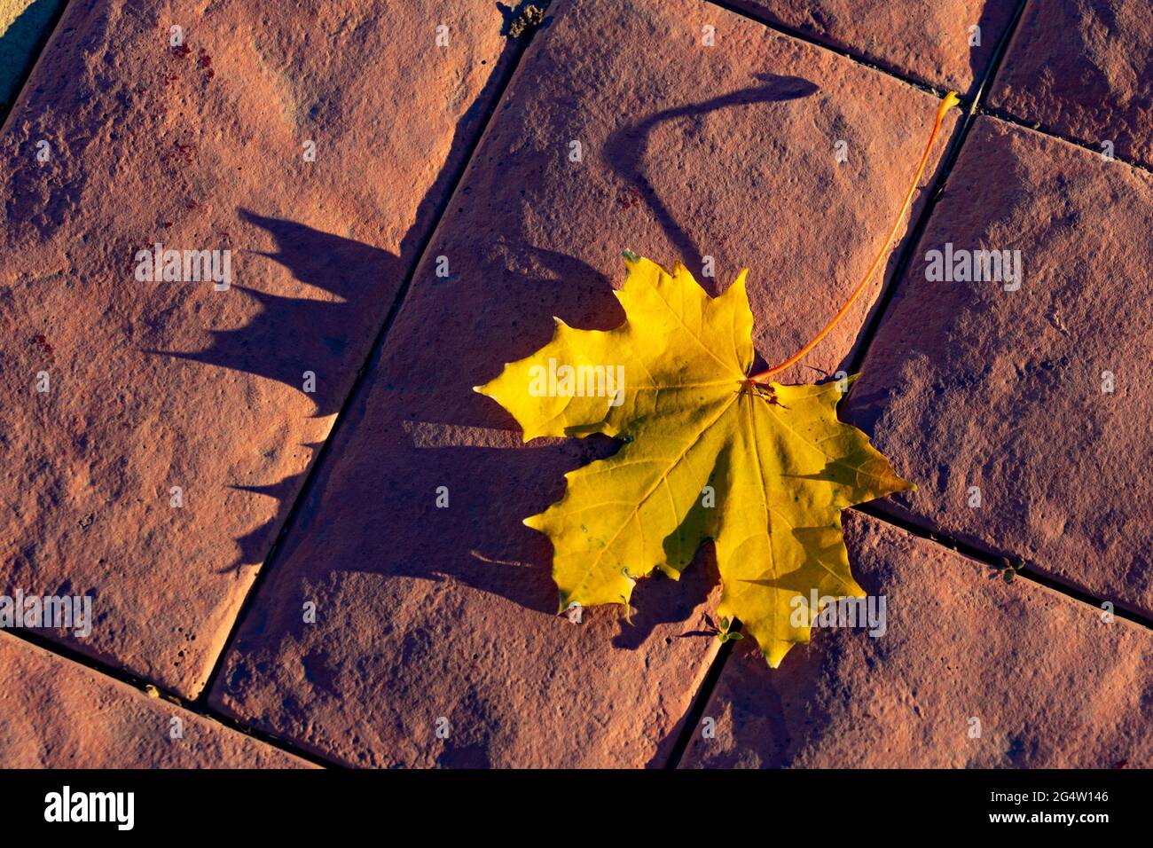Maple leaf on cobblestones. Yellow maple leaf on a cobblestone pavement. Stock Photo