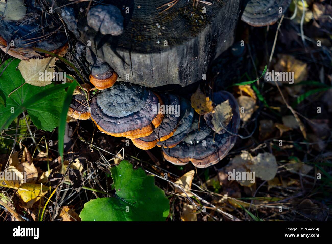 Mushrooms on a forest stump Stock Photo - Alamy