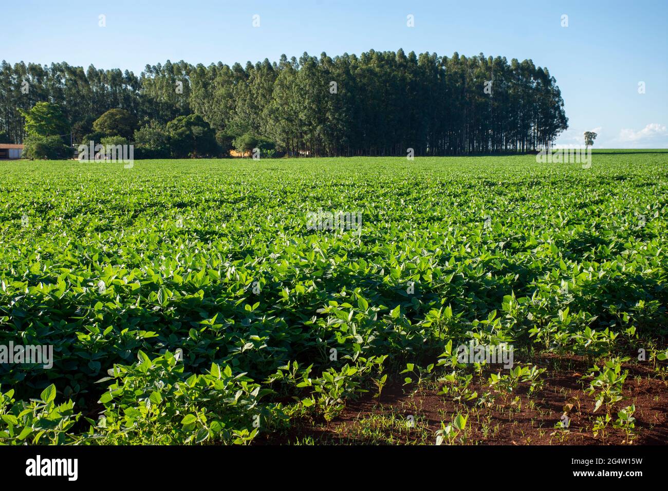 Soybean plantation on farm in Dourados, Mato Grosso do Sul, Brazil ...