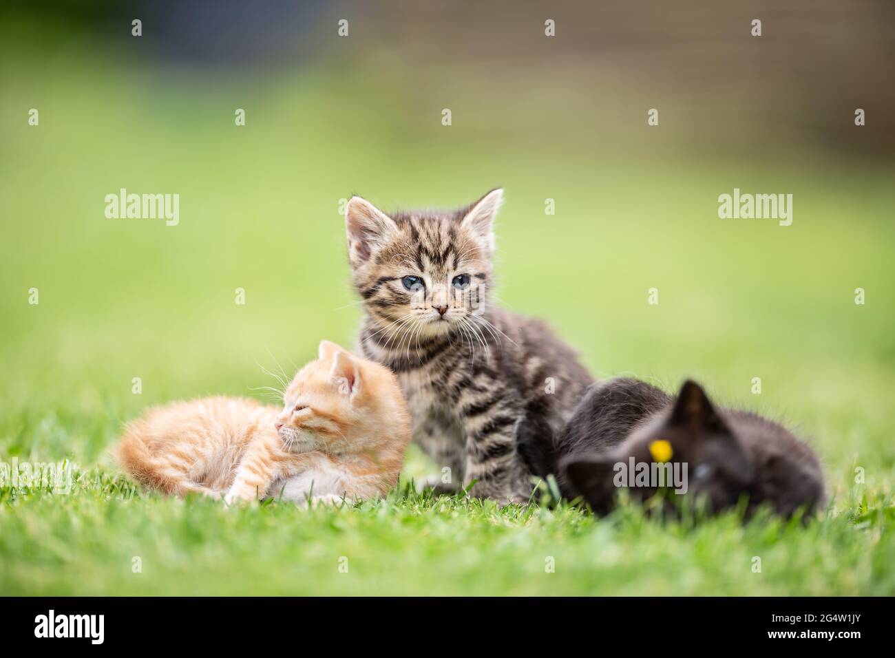 Tabby kittens playing garden hi-res stock photography and images - Alamy