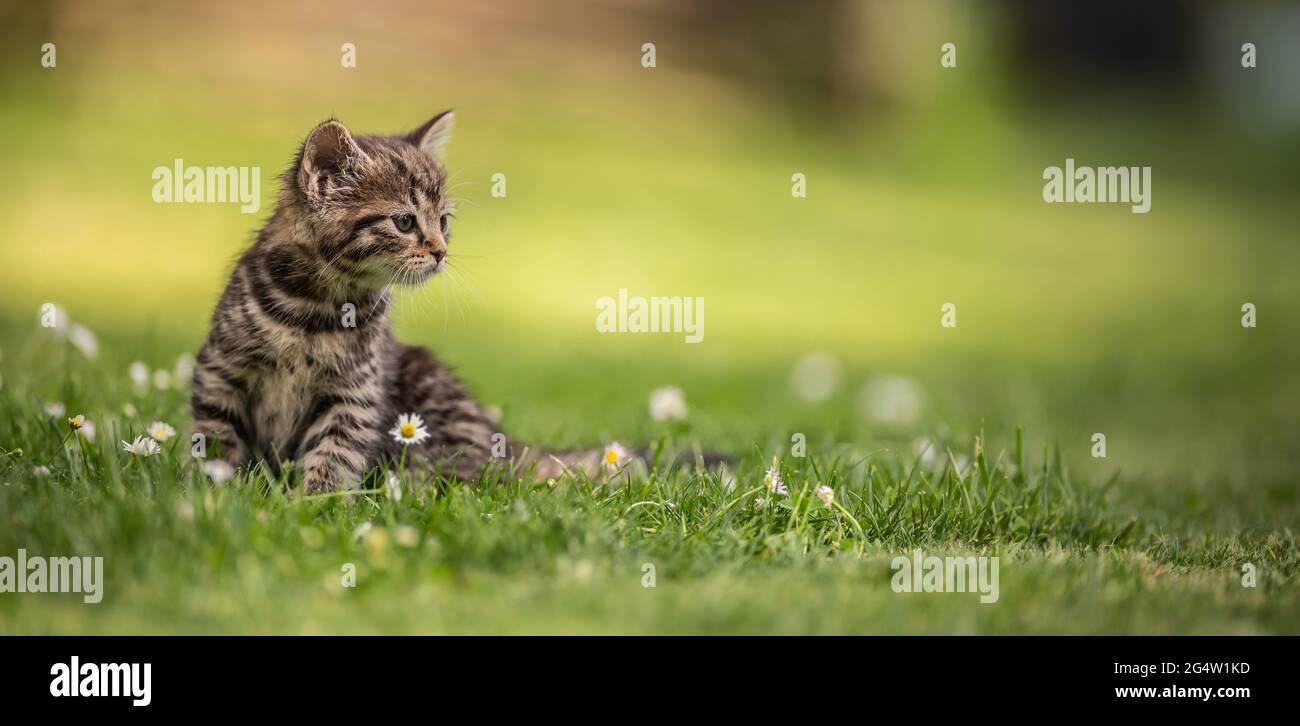 Adorable and curious little tabby kitten vigorously playing in the garden in the grass. Stock Photo