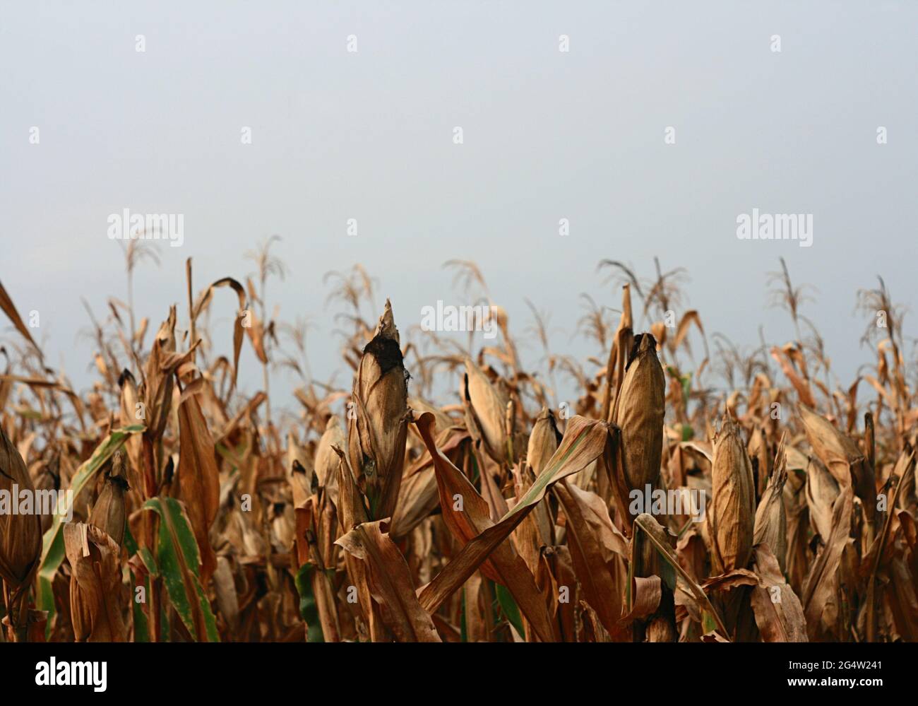 Field of dried corn stalks with corn on a cloudy sky Stock Photo - Alamy