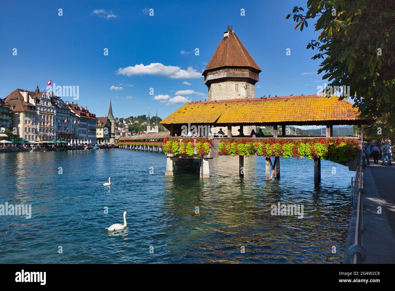 The famous wooden, covered Chapel Bridge and water tower in Lucern, with two swans swimming in the foreground, Switzerland Stock Photo