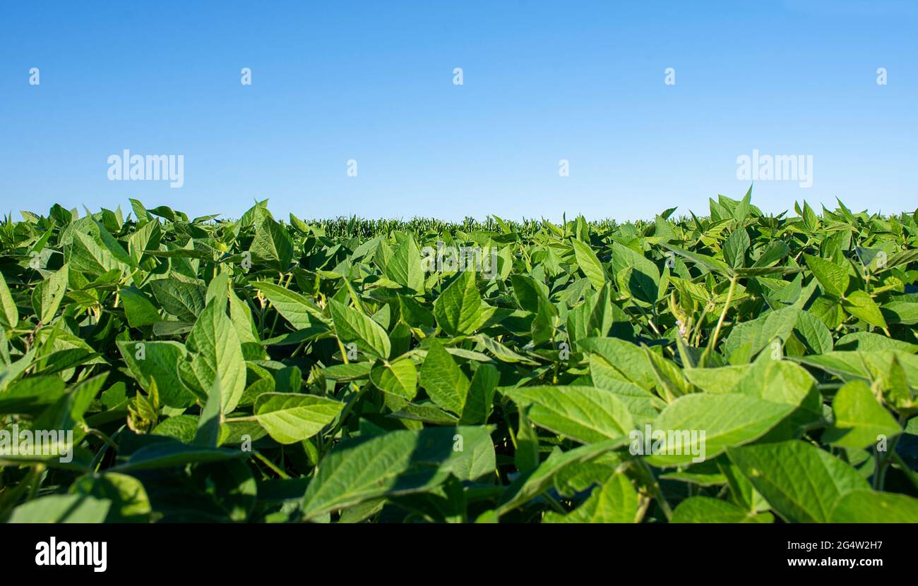 Soy bean plantation brazil hi-res stock photography and images - Alamy