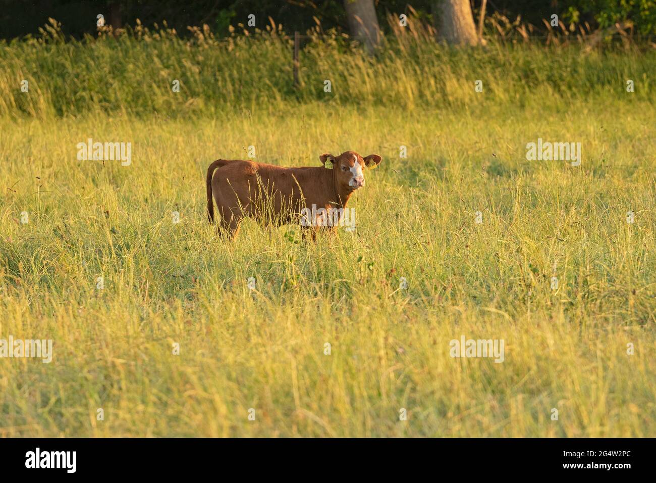 calf on grazing land, Körkwitz-Hof, Ribnitz-Damgarten, Mecklenburg-West Pomerania, Germany Stock Photo