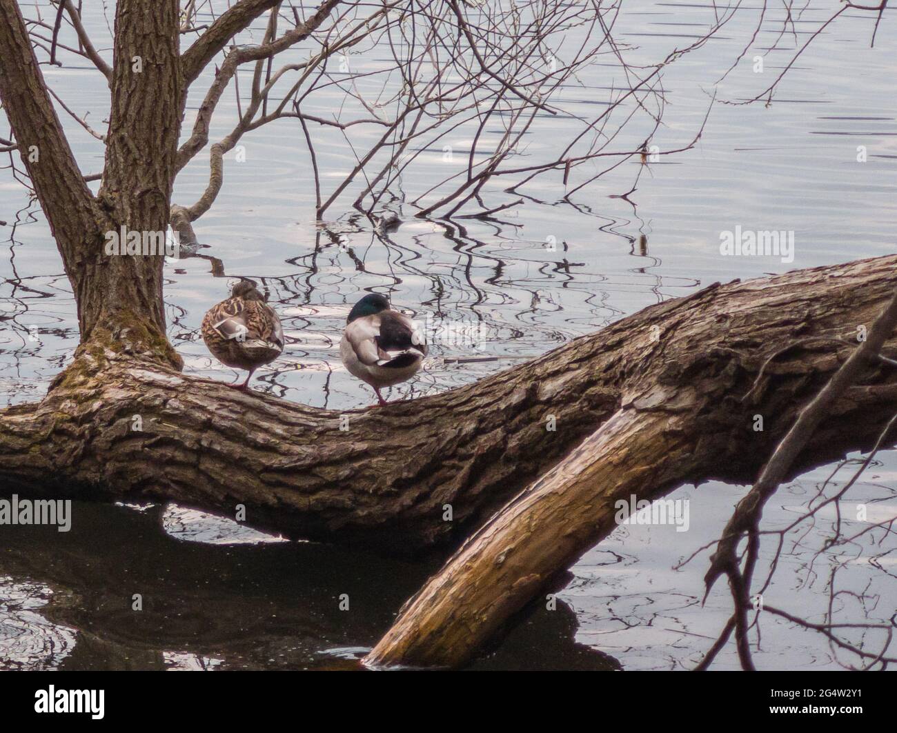a male and a female duck standing on one leg on a tree trunk lying in water with a rippled surface Stock Photo