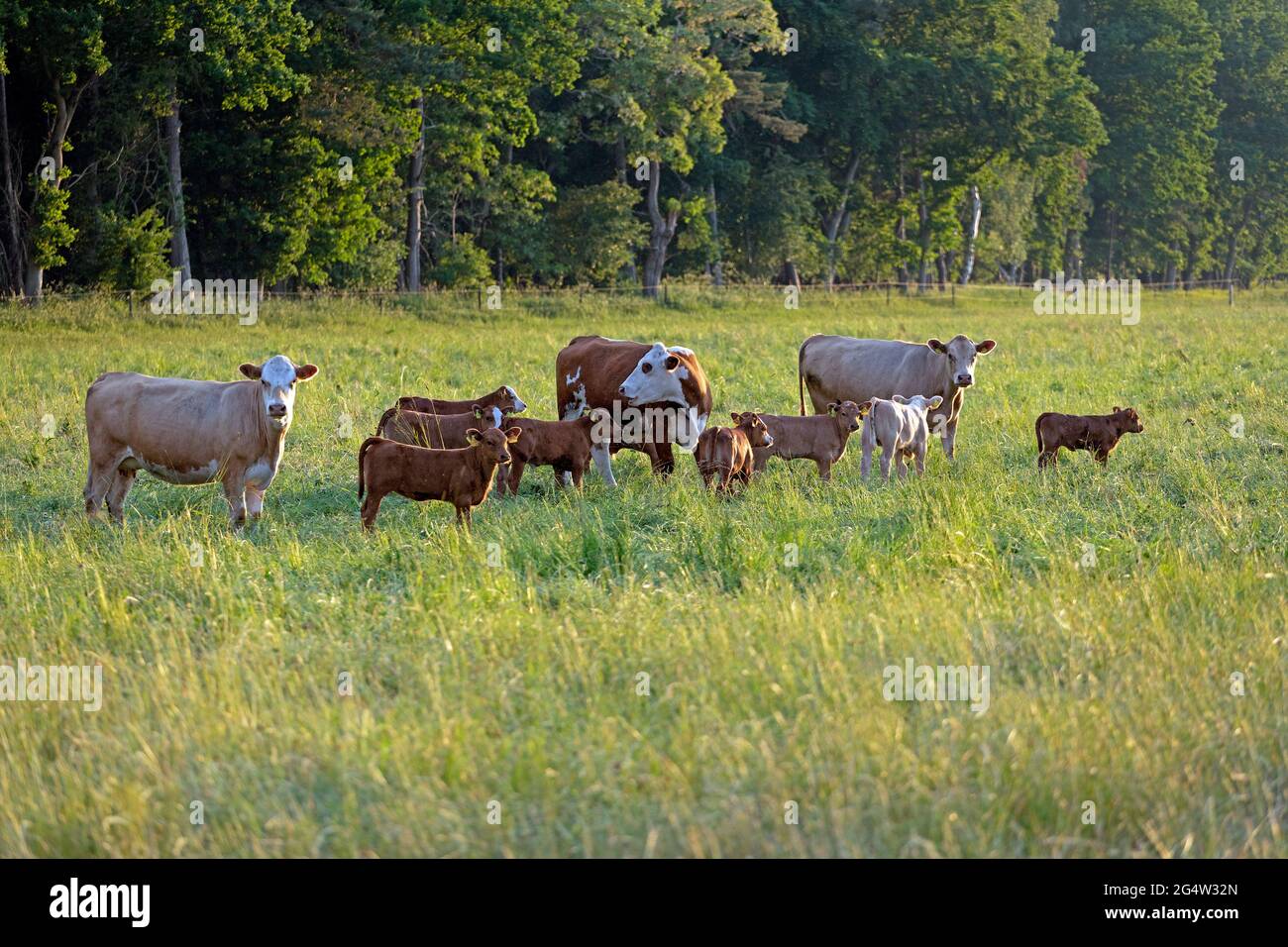 cattle on grazing land, Körkwitz-Hof, Ribnitz-Damgarten, Mecklenburg-West Pomerania, Germany Stock Photo
