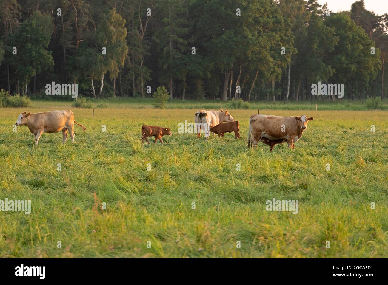 cattle on grazing land, Körkwitz-Hof, Ribnitz-Damgarten, Mecklenburg-West Pomerania, Germany Stock Photo