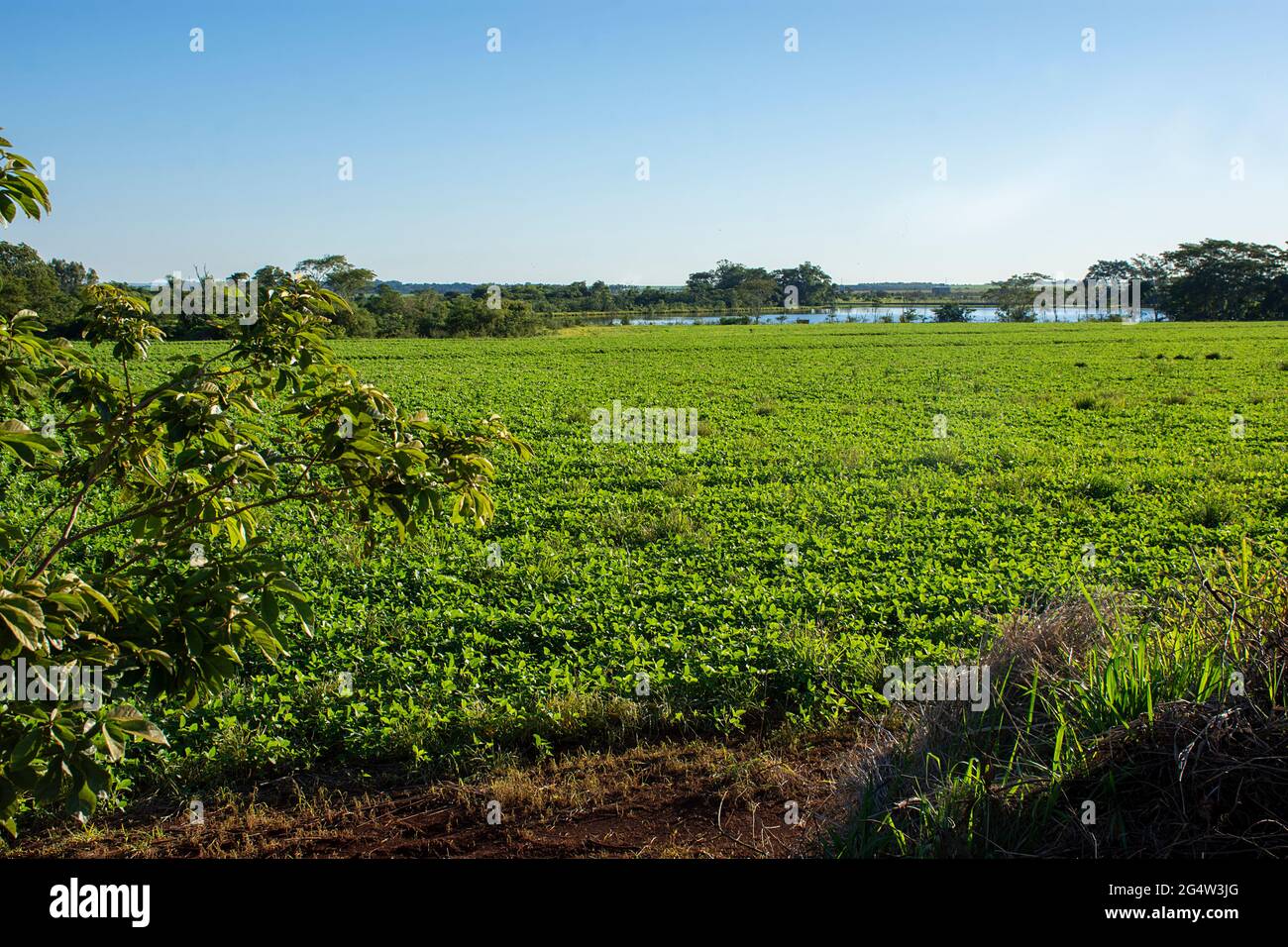 Soybean plantation on farm in Dourados, Mato Grosso do Sul, Brazil ...
