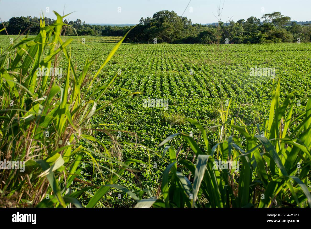 Soybean plantation on farm in Dourados, Mato Grosso do Sul, Brazil ...