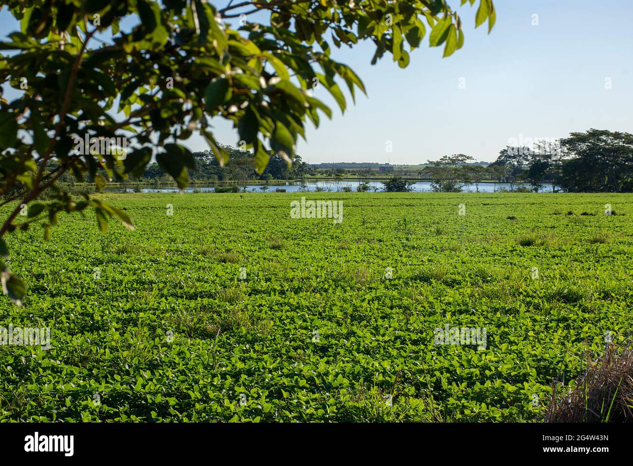 Soy bean plantation brazil hi-res stock photography and images - Alamy