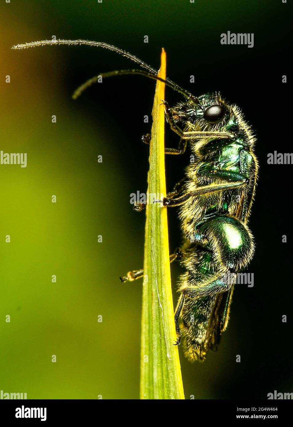 Thick Legged Beetle Stock Photo