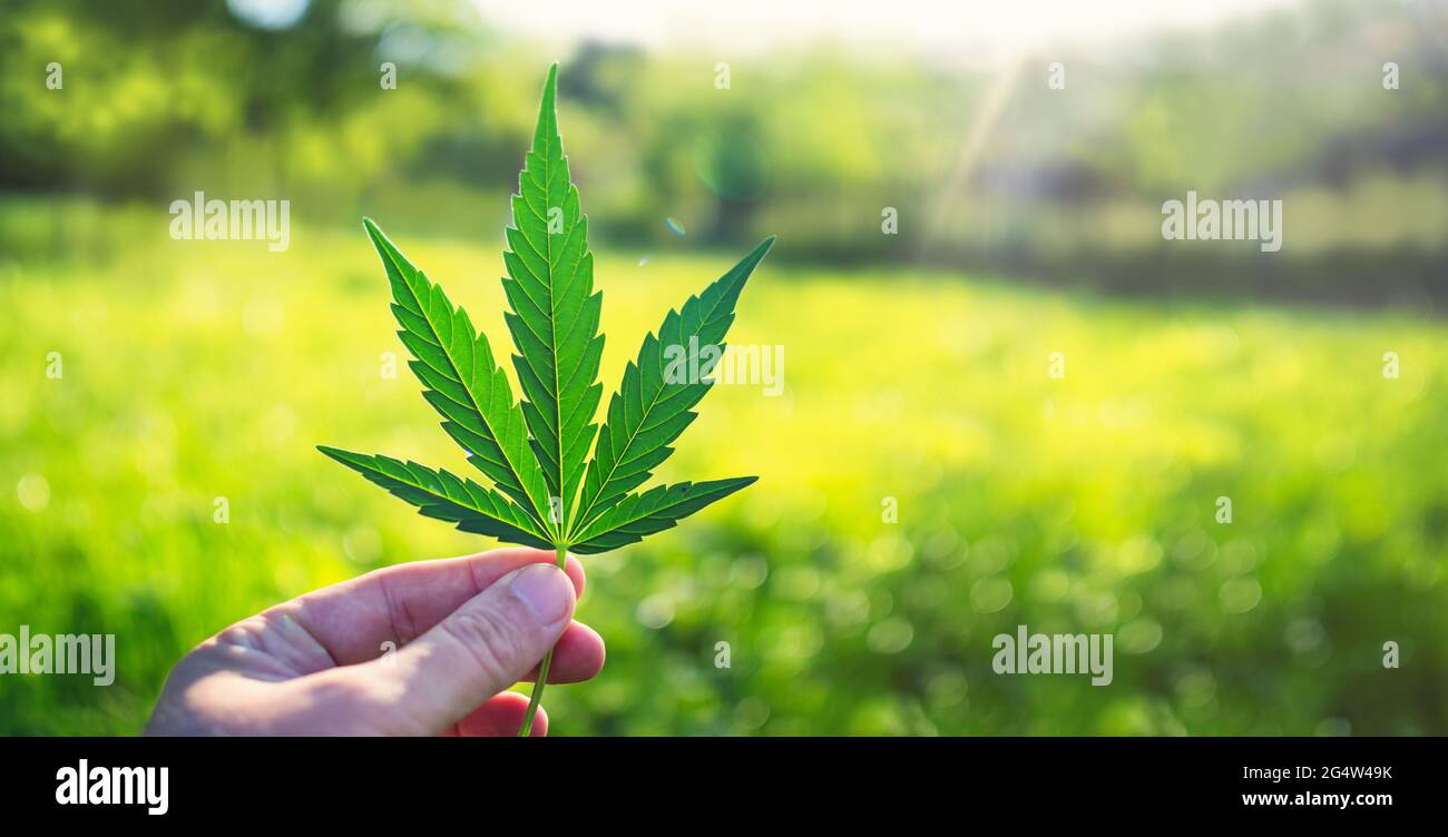 Human hand holding Marijuana Leaf from Medical Cannabis or CBD Hemp plant on blurred light green background with copy space. BIO products and back to Stock Photo