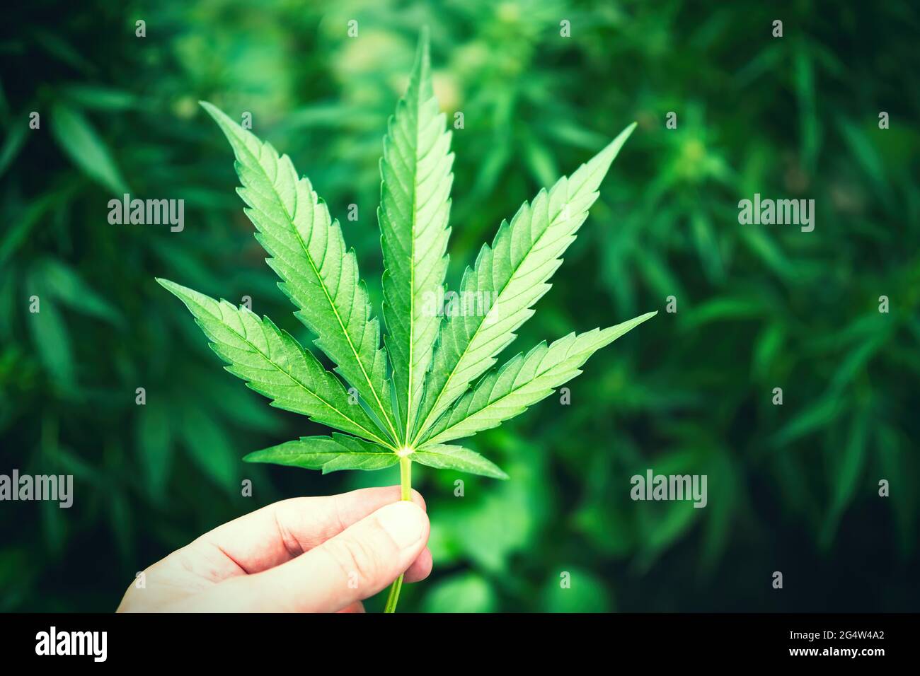 Human hand holding Marijuana Leaf from Medical Cannabis or CBD Hemp plant on blurred dark green foliage background. BIO products and back to the natur Stock Photo