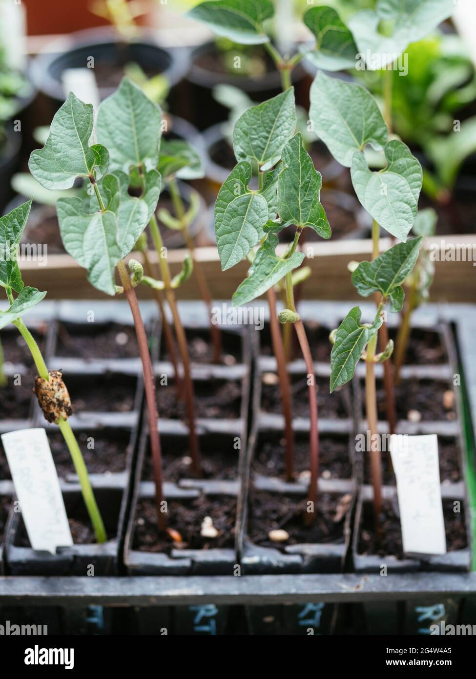 Pole and bush bean seedlings in a root trainer Stock Photo