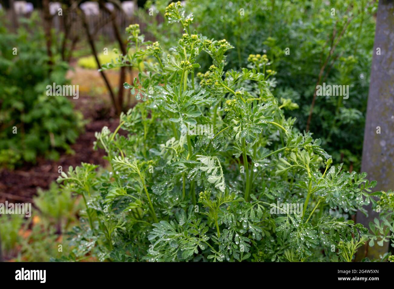 Red Ruta Plant Botanical collection, Ruta graveolens medicinal plant or strong ...