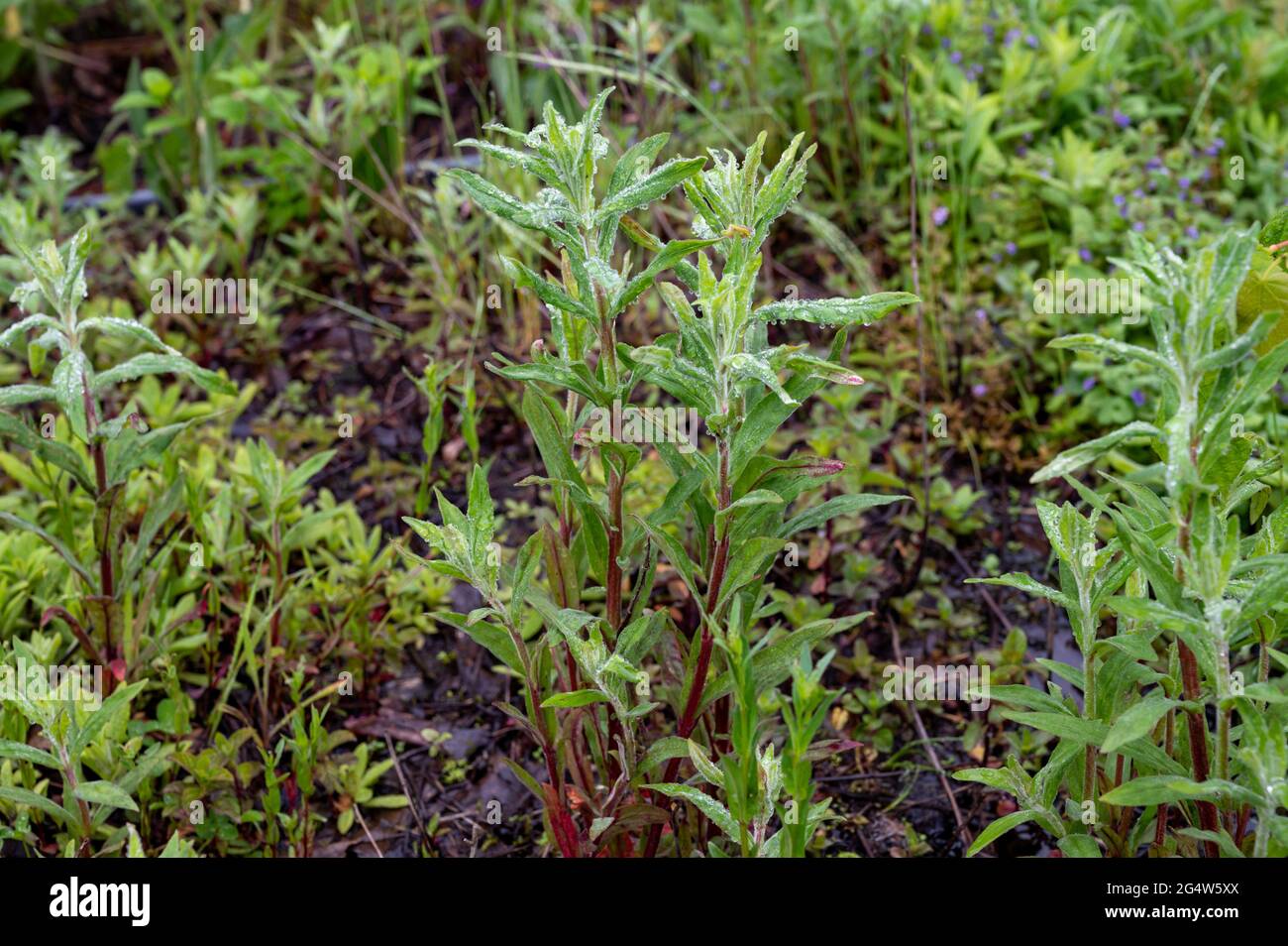 Botanical collection, Mentha aquatica medicinal plant or water mint is perennial flowering plant