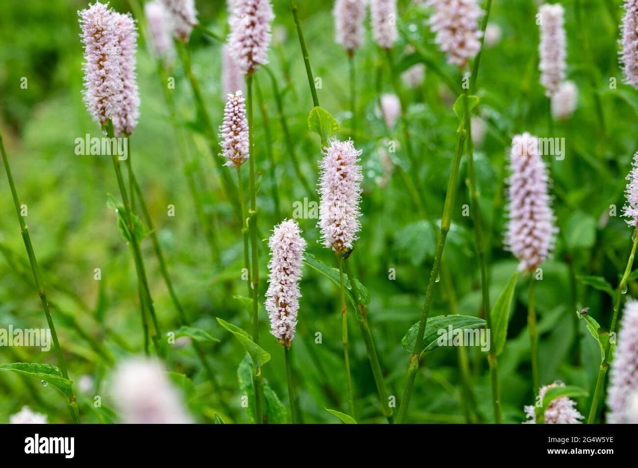 Botanical collection, young green leaves and pink flowers of medicinal plants Bistorta officinalis or Persicaria bistorta), known as bistort, snakeroo Stock Photo