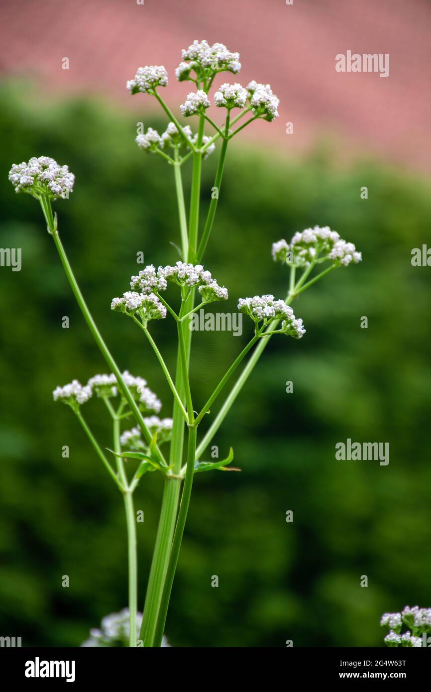 Botanical collection, Blossom of Valeriana medicinal flowering plants in family Caprifoliaceae Stock Photo