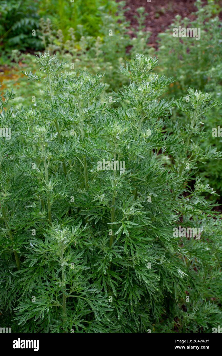 Artemisia annua hi-res stock photography and images - Alamy