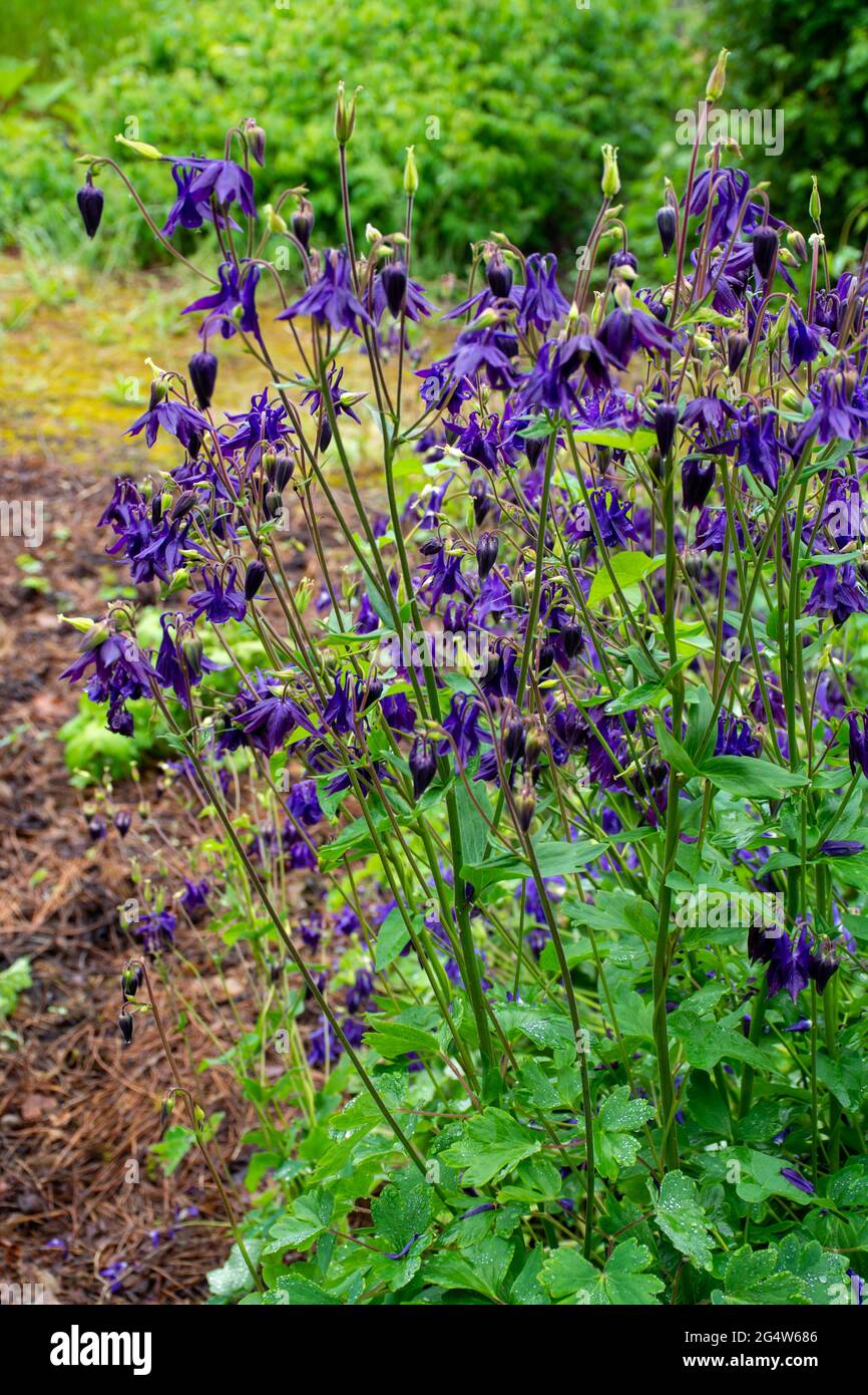 Botanical Collection Young Green Leaves And Violet Flowers Of Garden botanical-collection-young-green-leaves-and-violet-flowers-of-garden