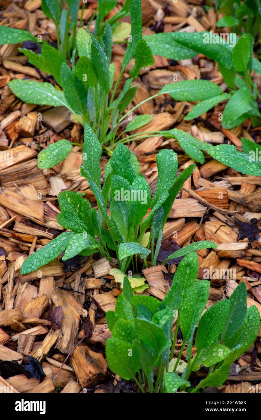 Botanical collection, young green leaves of edible and medicinal garden plant Tanacetum balsamita perennial temperate herb or costmary, alecost, balsa Stock Photo