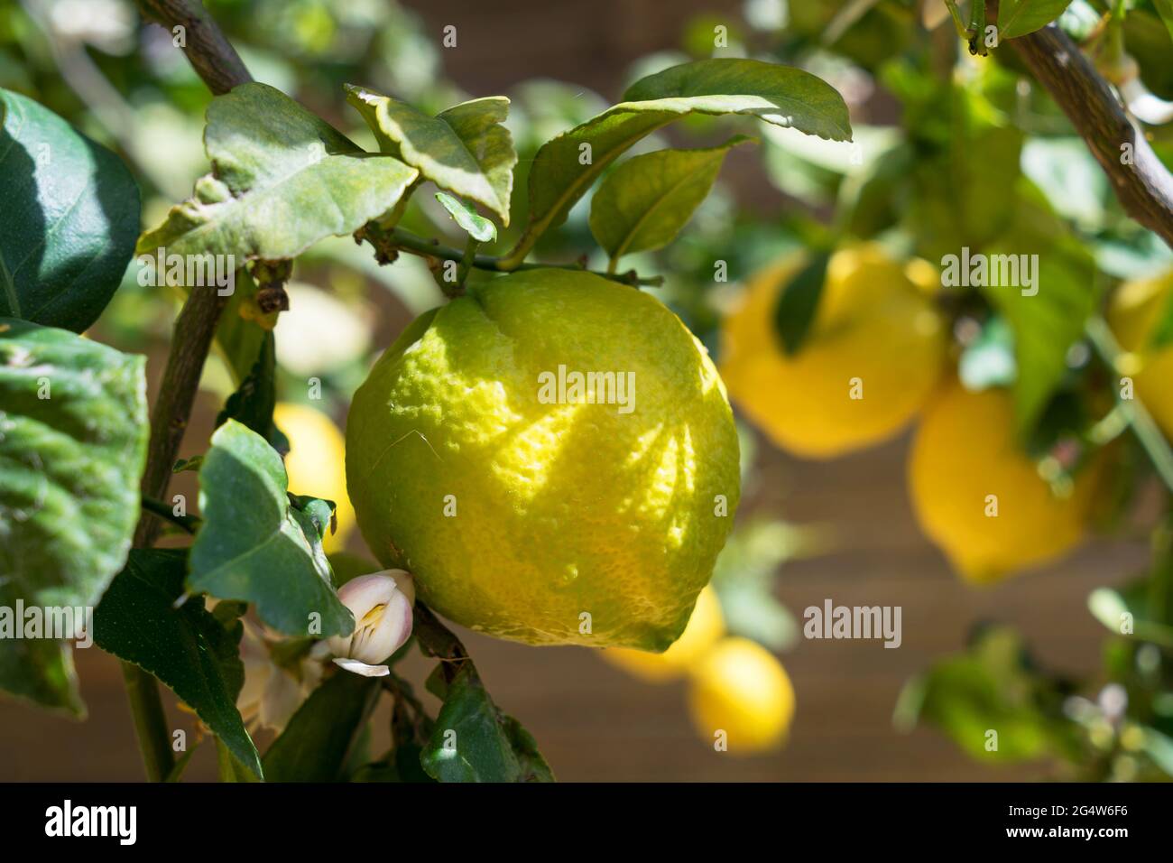 natural yellow lemon and white flower bud in spring Stock Photo