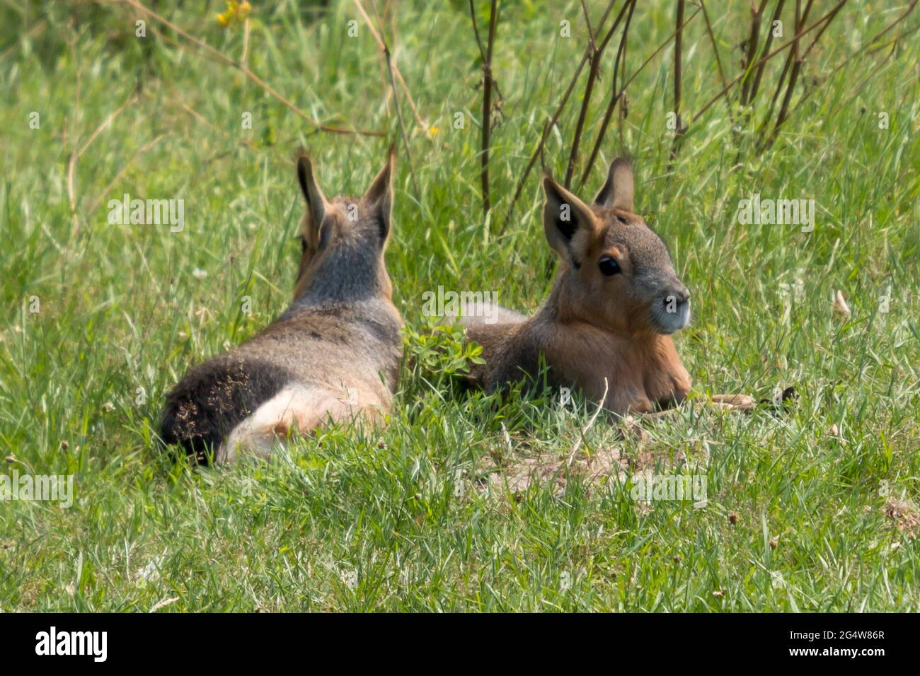 Maras animal hi-res stock photography and images - Alamy