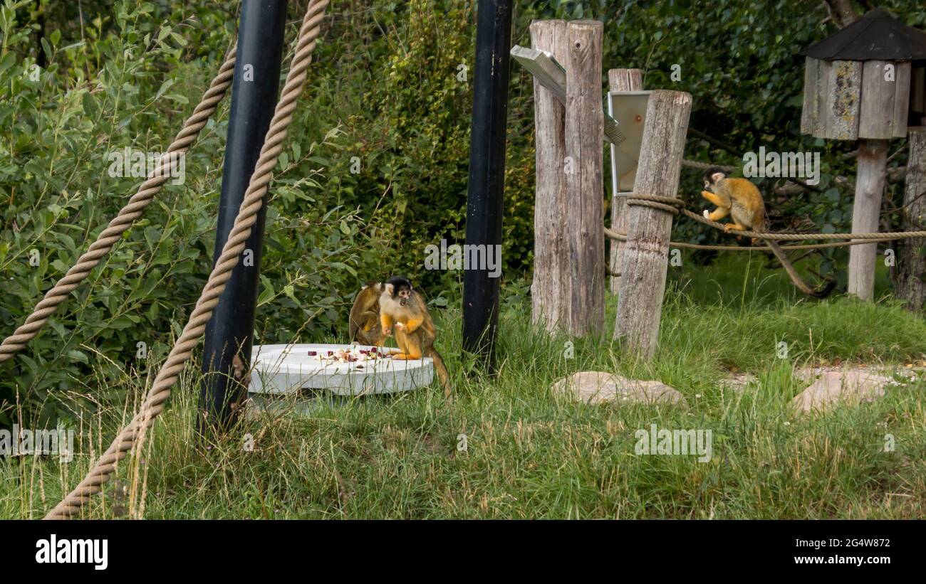 Common squirrell monkey hi-res stock photography and images - Alamy