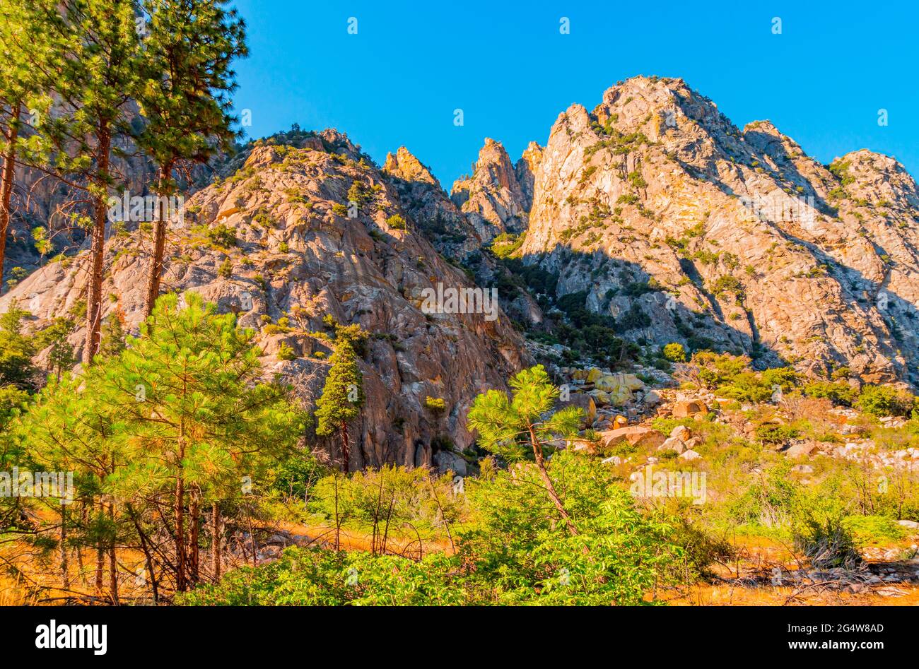 Dramatic mountains jut up to the sky in jagged shapes with pine trees and lush foliage growing in the meadow below in King's Canyon National Park Stock Photo