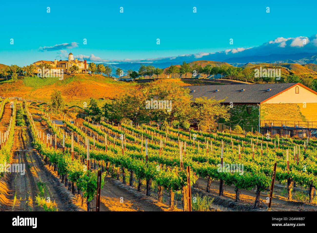 Clouds hang over the mountains in the distance beyond the golden light hitting the vineyard and trees in the rolling hills of Temecula. The moon start Stock Photo