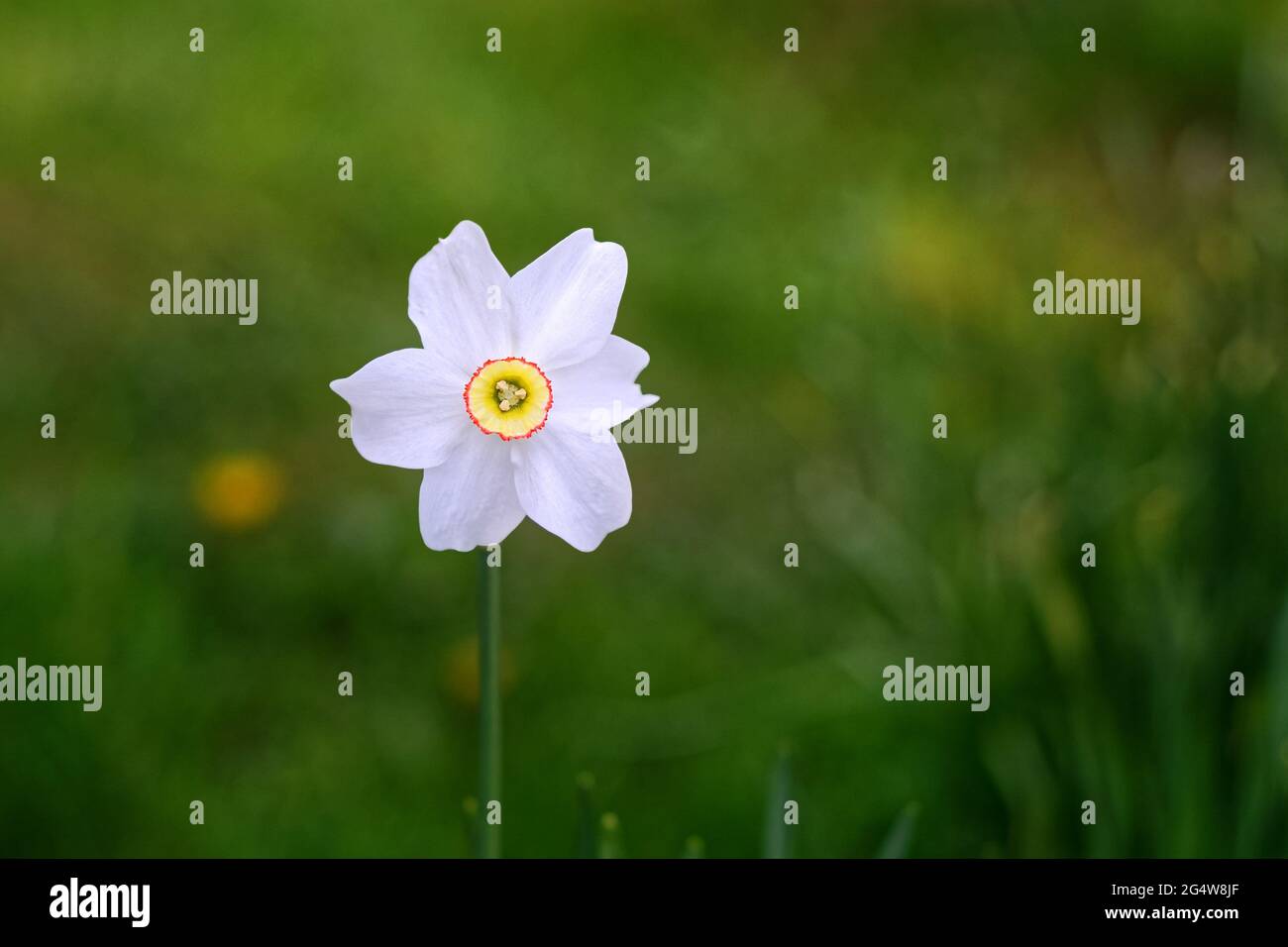 Bright blossoming white daffodil flower on a background of green grass. Stock Photo