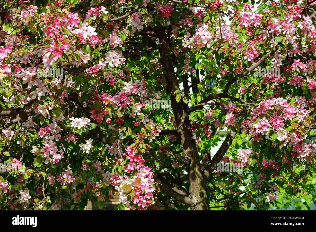 Bright blooming white and pink apple blossoms on the street of St. Petersburg. Stock Photo